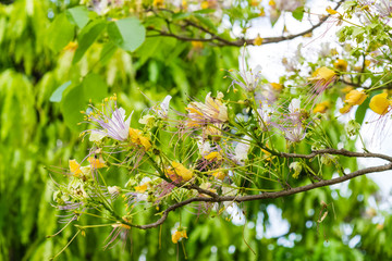 Crateva religiosa flower