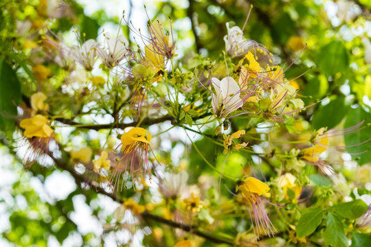 Crateva religiosa flower