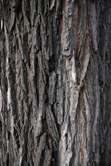 Wood texture of a tree