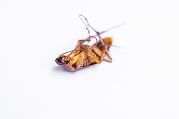 Dead cockroach on white