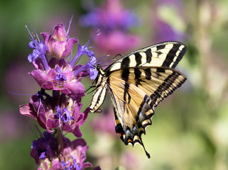 butterfly on flower