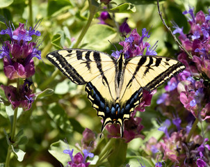 butterfly on purple flower