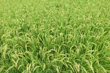 実りの秋　初秋の稲穂