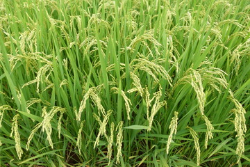 実りの秋　初秋の稲穂