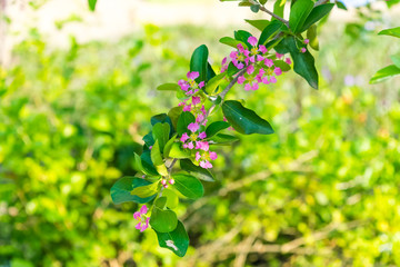 Malpighia glabra Linn flowers