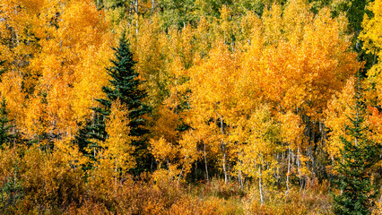 Fototapeta premium Golden aspen trees in peak autumn color in a mountain forest