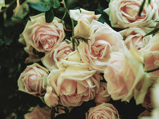 Rose bouquet. Rose flowers are tenderly pink color.
