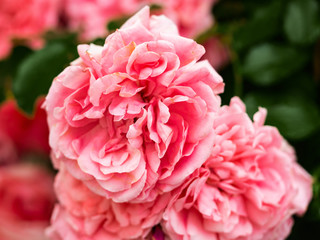 Buds of a blooming red rose. Bush of roses close-up . Floral background.