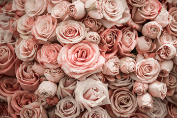 Roses wall background. Nature, fresh pink wedding flowers