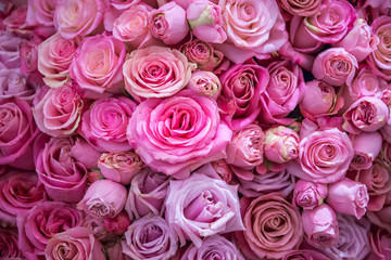 Roses wall background. Nature, fresh pink wedding flowers