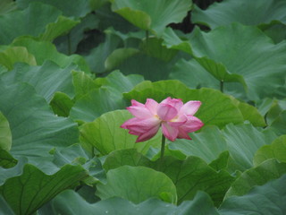 Flor de loto rosada en jardín 