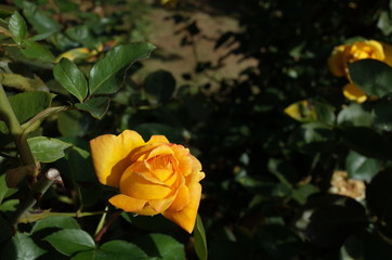 Yellow Flower of Rose 'Kaguyahime' in Full Bloom
