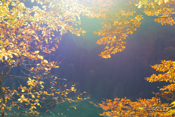 Fototapeta na wymiar Background with yellow autumn leaves