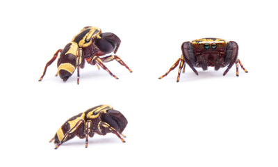Male Rhene flavicomans isolated on white background.