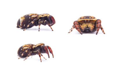 Rhene spider isolated on white background.