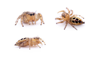 Thyene imperialis isolated on white background.