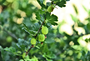 Gooseberry or  European gooseberry on tree in the garden.