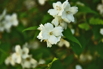 Philadelphus coronarius (sweet mock-orange, English dogwood) German name is Duftjasmin