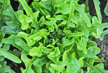 Green Oakleaf Lettuce  in the garden with full frame.