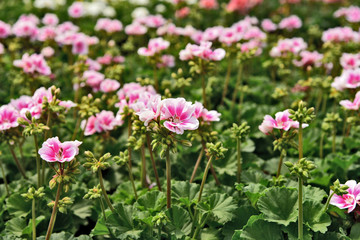 A lot of Pink Sweet Miriam (Mimosa).Scented Geranium in the garden