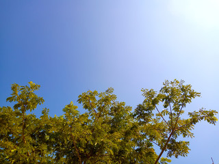 Green tree with sky as nature background