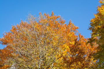 Top of beech tree in autumn against sky