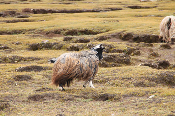 Obraz premium A brown pashmina goat with the green grassland in Tibet, China