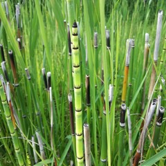 Obraz premium grass bamboo field