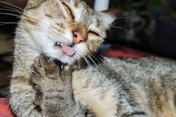 close up of a cat sticking out tongue