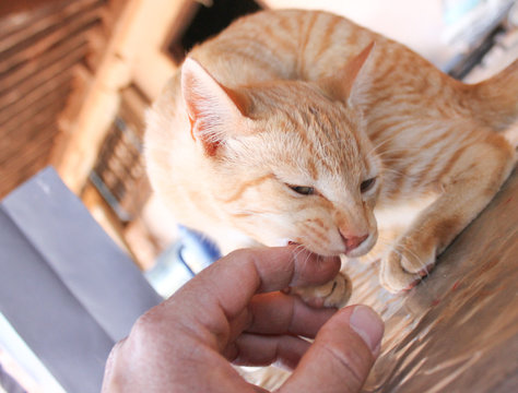 Gatinho fofo amarelo mordendo a m&atilde;o de um homem.