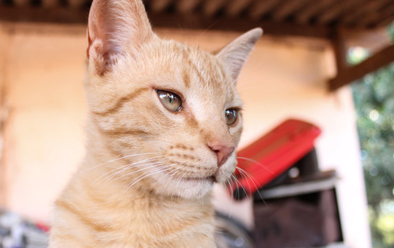 Gatinho amarelo com olhar fixo.