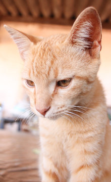 Gatinho fofo amarelo