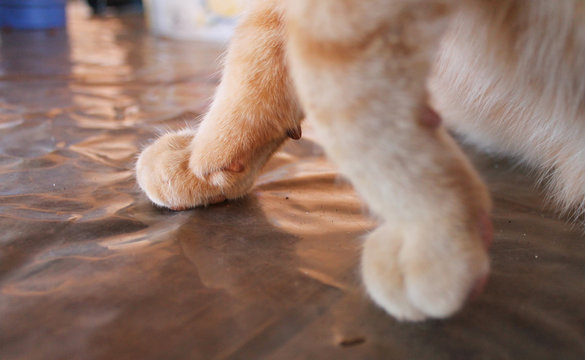 Patinhas fofas de gatinho amarelo