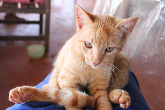 Gatinho fofo amarelo
