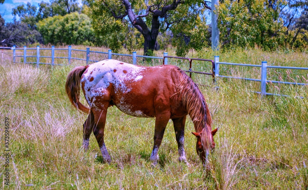 Wall mural appaloosa horse in the field