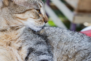 close up of a tabby cat