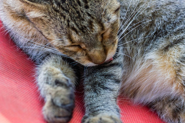 close up of a cat sleeping