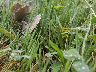 grass and water