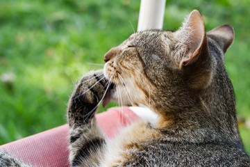 tabby cat portrait washing his paw
