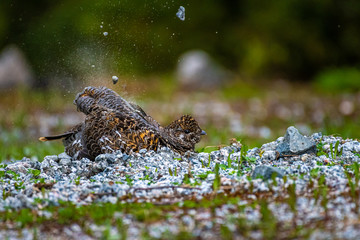 Fototapeta premium Female spruce grouse (Falcipennis canadensis) taking a sand bath with flying pebbles