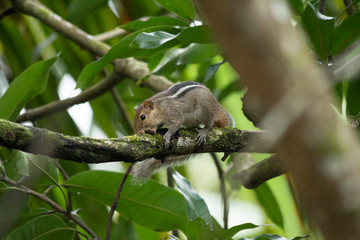 Squirrel
