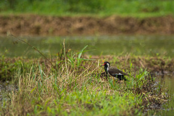 Red-wattled lapwing