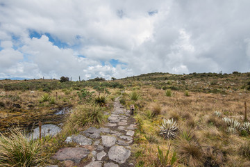 Fototapeta na wymiar Choachi, Colombia Landscape of Colombian Andean mountains showing paramo type vegetation. Park Called Paramo Matarredonda near Bogota 