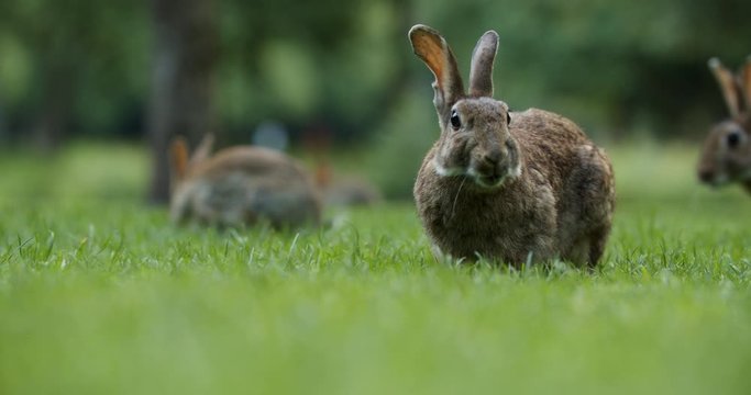 Wild Rabbits Eating Grass And Hopping In The Park Of Amsterdam, Netherlands. - selective focus