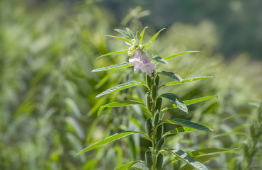 Flower and seeds of black sesame (Sesamum indicum), growing in a farm