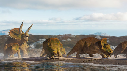 Triceratops horridus family, group of dinosaurs in beautiful landscape © dottedyeti