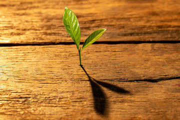 young plant growing step in garden with sunlight. eco concept. business growth up concept