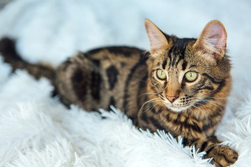 Little charcoal bengal kitty laying on the white background.