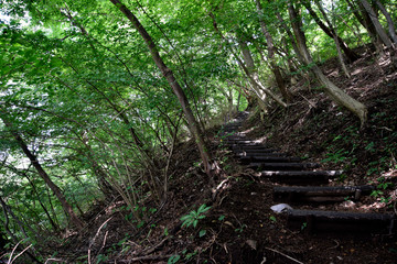 森の散歩道