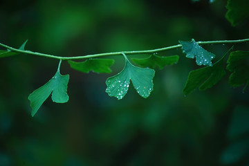 Raindrops close-up on young leaves of Ginkgo Biloba. Abstract nature background, Soft focus